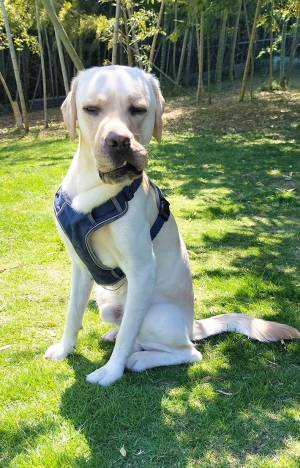 初めてのドッグランに来た犬　その表情に「強烈な口元」「すごい顔」