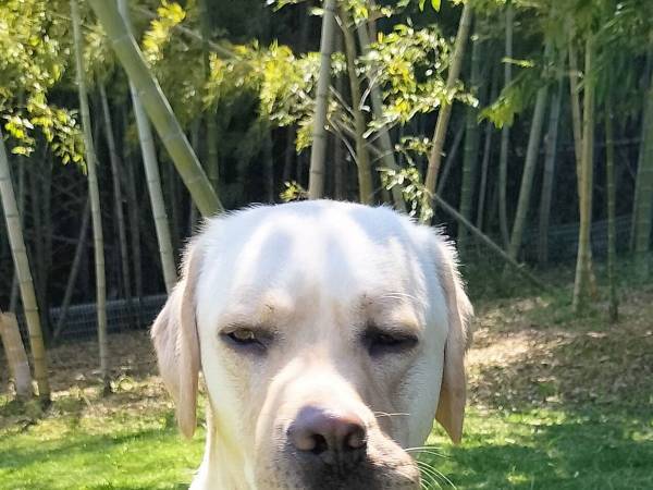 初めてのドッグランに来た犬　その表情に「強烈な口元」「すごい顔」