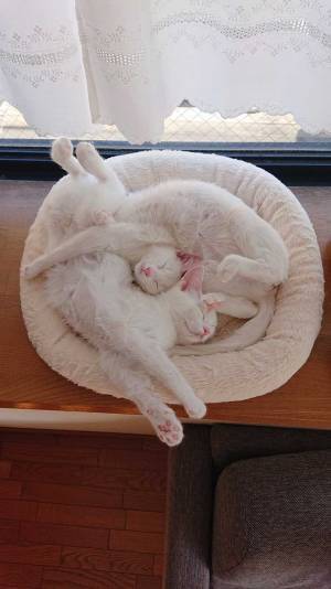 １つのベッドで眠る猫たち　その姿に「なんて芸術的」「優勝です」