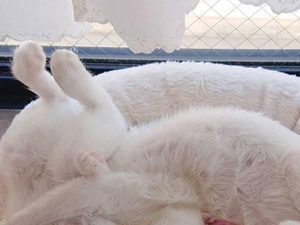 １つのベッドで眠る猫たち　その姿に「なんて芸術的」「優勝です」