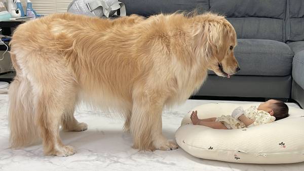 赤ちゃんを見つめるゴールデン　写真に「実の母親みたい」「キュンとした」