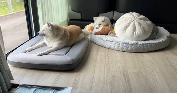 柴犬の隣を見ると？　２週間後の光景に「泣ける」「最高か」