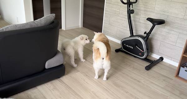 柴犬の隣を見ると？　２週間後の光景に「泣ける」「最高か」