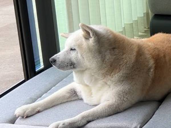 柴犬の隣を見ると？　２週間後の光景に「泣ける」「最高か」