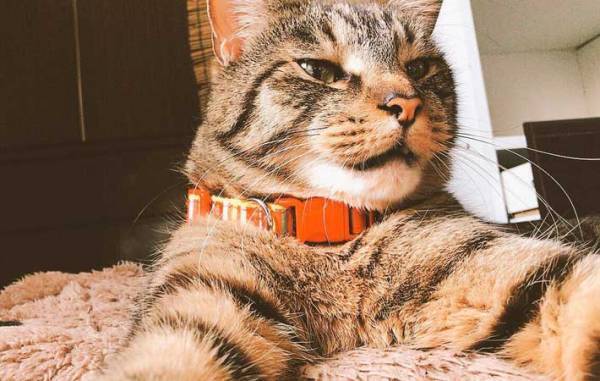 仕事ができそうな猫　２万人が爆笑した理由に「思わず変な声が出た」「こういう人いるわ」