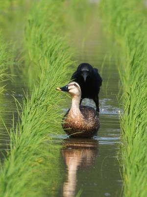 「カルガモ、後ろ後ろー！」　田んぼでの１枚に「可哀想だね」「じわじわくる」