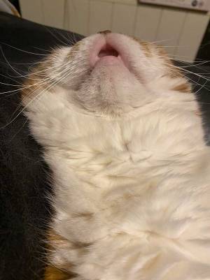 「野性味ゼロ」　寝始めてから『３０分後の姿』に、爆笑する人続出！