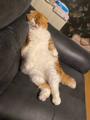 「野性味ゼロ」　寝始めてから『３０分後の姿』に、爆笑する人続出！