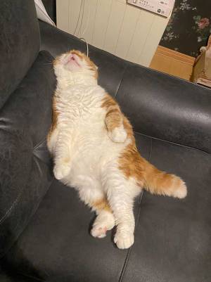 「野性味ゼロ」　寝始めてから『３０分後の姿』に、爆笑する人続出！