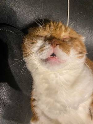 「野性味ゼロ」　寝始めてから『３０分後の姿』に、爆笑する人続出！