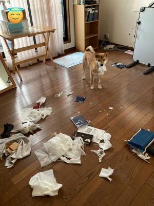 「まるで永遠の３歳児」　お留守番した柴犬のドヤ顔がこちら