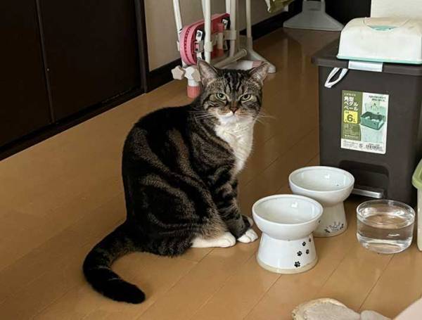 朝ご飯を待っていた猫　飼い主が寝坊した結果…「爆笑」「許してくれなさそう」