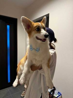 病院で「コーギーだよね？」と確認されたワケとは　写真を見ると？