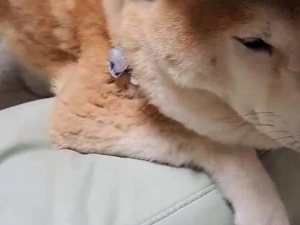 「ティッシュの空き箱を被せたら」　意外な反応に「楽しそう」「可愛い」