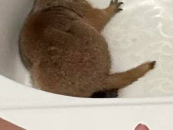 ホテルの部屋に入ったら　バスタブの中に隠れていた『動物』にびっくり！