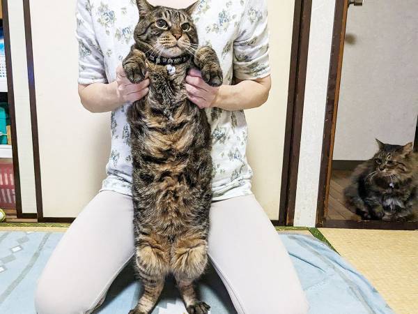 猫はなぜ、びろ～んと伸びる？　大学教授の回答に驚きの連続！