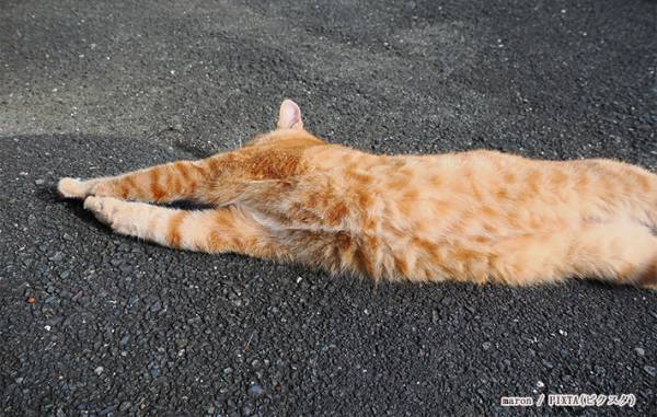 猫はなぜ、びろ～んと伸びる？　大学教授の回答に驚きの連続！