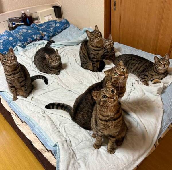 猫の写真