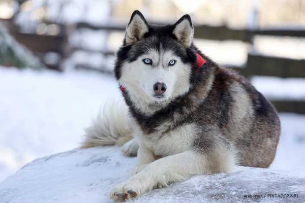 「同じハスキーだよね？」　ワイルドな印象をくつがえす姿が、コチラ