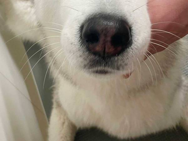 「同じハスキーだよね？」　ワイルドな印象をくつがえす姿が、コチラ