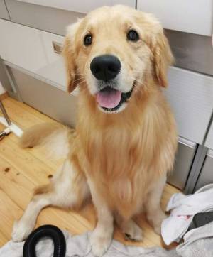 飼い主「やめてええええ」　風呂だと思って浸かったのが？