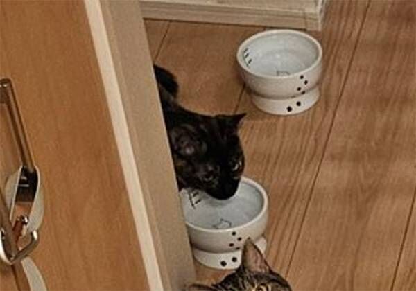 猫の写真