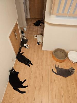 ７匹の猫が？　まるで侍の姿に「笑った」「１匹はマイペース」