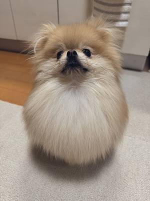 キレたポメラニアンが？　飼い主が撮った１枚に「浮気疑ってる」