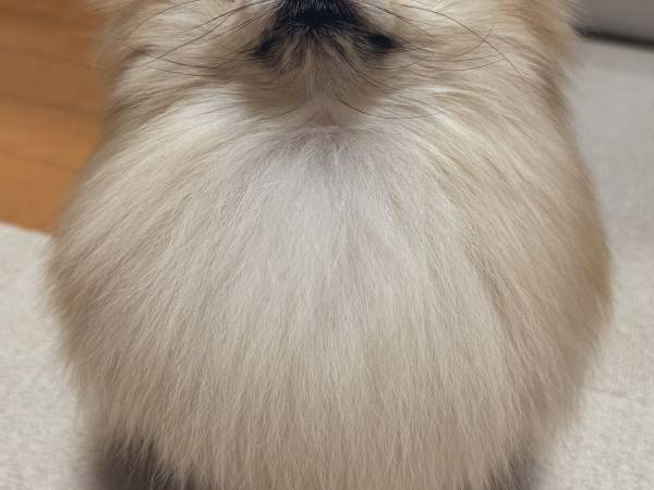 キレたポメラニアンが？　飼い主が撮った１枚に「浮気疑ってる」