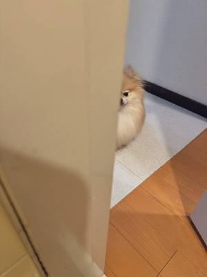 キレたポメラニアンが？　飼い主が撮った１枚に「浮気疑ってる」