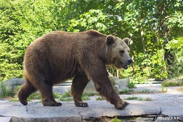 クマ写真