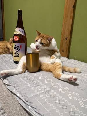 飼い主に誕生日をお祝いされる猫が…　奇跡の１枚に「それにしか見えない」「お茶吹いた」