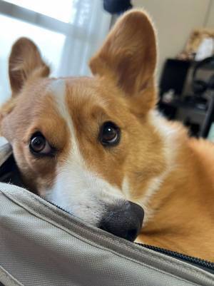 コーギーの鼻が…！　衝撃の１枚に「五度見した」「思い出し笑いしちゃいそう！」