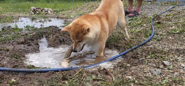 ドッグランで遊ぶ柴犬　悪い顔をしているワケが？