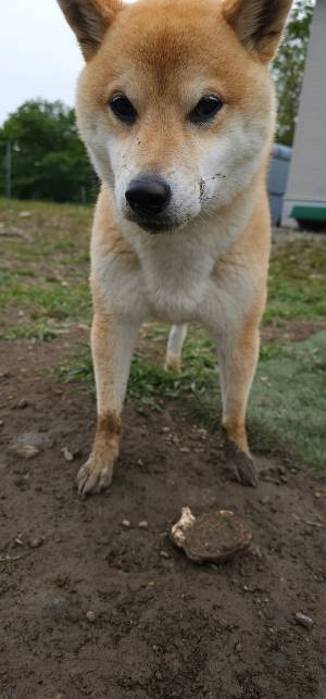 ドッグランで遊ぶ柴犬　悪い顔をしているワケが？