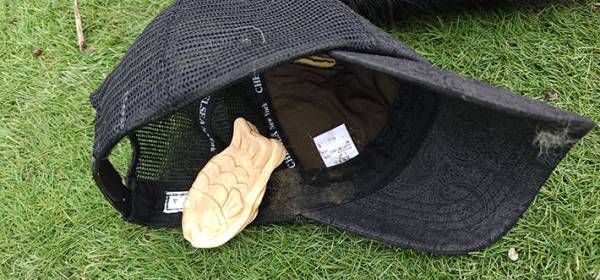 ドッグランで遊ぶ柴犬　悪い顔をしているワケが？