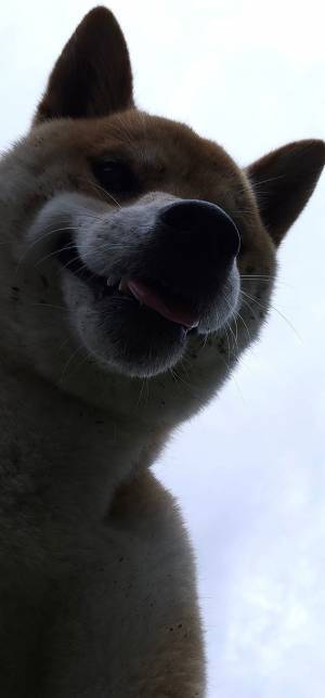 ドッグランで遊ぶ柴犬　悪い顔をしているワケが？