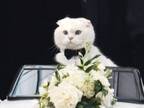飼い主の結婚式に参加した猫　登場の仕方がかっこよすぎ！