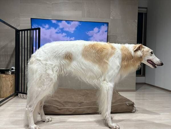 犬の写真