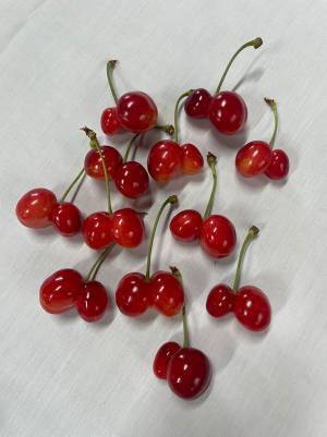 「消費者の方々にも知ってほしい」　サクランボの『双子果』、各地で異常発生相次ぐ