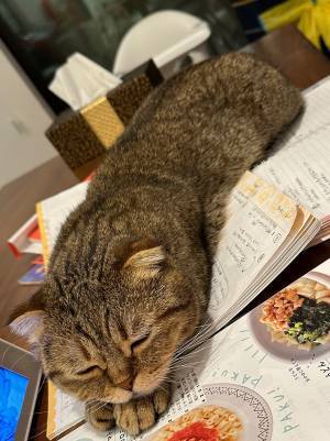 ごはんのメニューを考えていたら…　猫の姿に「笑った」