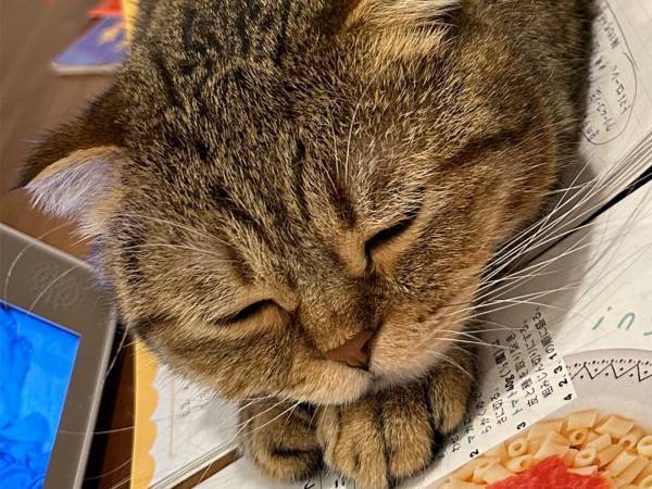 ごはんのメニューを考えていたら…　猫の姿に「笑った」