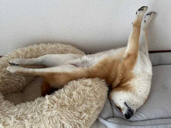 「体が柔らかすぎて心配されている犬」がネットで話題に