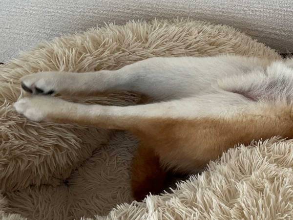 「体が柔らかすぎて心配されている犬」がネットで話題に