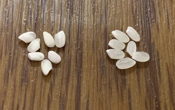 お米を出して「ん？」　粒の色の違い、実は…「知らなかった！」