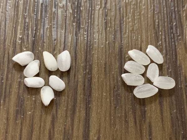 お米を出して「ん？」　粒の色の違い、実は…「知らなかった！」