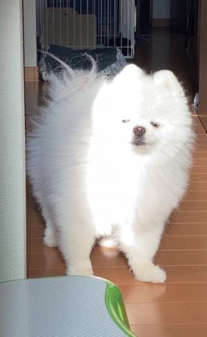 「笑った」「神々しい」　光を浴びて眩しそうにする犬の表情が、じわじわくる