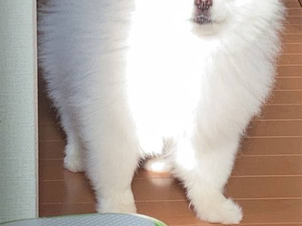 「笑った」「神々しい」　光を浴びて眩しそうにする犬の表情が、じわじわくる