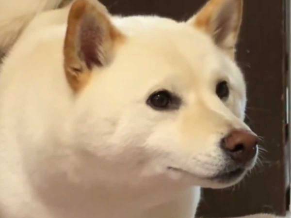 「大泣きした」　家族が帰り支度を始めると…　ペットの行動に「切ない」