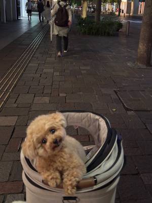 景色を撮るはずが？　犬の表情に『8万いいね』